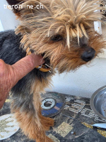 Dali- ein sanfter kleiner Yorkie sucht sein Gkück