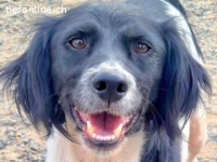 Dana - eine herzallerliebste Bretonenhündin