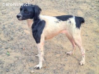 Dana - eine herzallerliebste Bretonenhündin