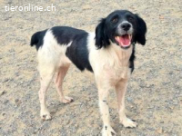 Dana - eine herzallerliebste Bretonenhündin