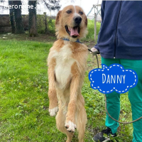 Danny ein freundlicher Hundebub