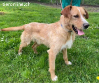 Danny ein freundlicher Hundebub