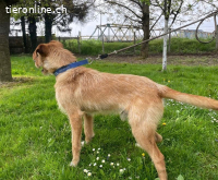 Danny ein freundlicher Hundebub