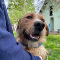 Danny ein freundlicher Hundebub