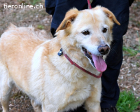 Dario - Warum eigentlich nicht ich?