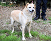 Dario - Warum eigentlich nicht ich?