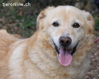 Dario - Warum eigentlich nicht ich?