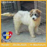 Darla- eine zarte, liebevolle Seele mit großen Herz