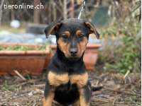 Deni, herziger Hundebub