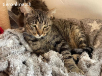 Der anhängliche Tiger Nemo sucht ein Zuhause mit Herz