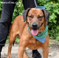 Der liebe & menschenbezogene Ivan