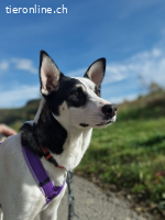 Der liebe und sanfte Luciano sucht sein Zuhause