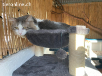 Der sanfte Flauschball Momo sucht seine Lieblingsmenschen