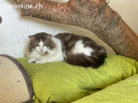 Der sanfte Flauschball Momo sucht seine Lieblingsmenschen