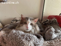 Der sanfte Flauschball Momo sucht seine Lieblingsmenschen