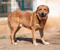 Diablo-2, sanfter Spanier