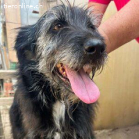 Diana – sanft, liebenswert und bereit für einen Neuanfang