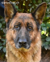 Diantha - Es ist alles still geworden...