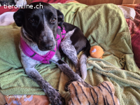 Die liebenswerte MAPLE sucht ihren Kuschelpartner