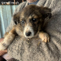 Die süsse Chassy sucht ihr Zuhause