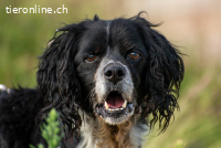 Dina (12 Jahre)- sucht Partner für letzten Lebensabschnitt