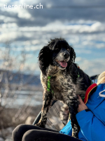 Dina (12 Jahre)- sucht Partner für letzten Lebensabschnitt
