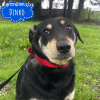 Dinko ein sanfter trauriger Engel