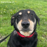 Dinko ein sanfter trauriger Engel