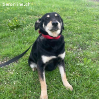 Dinko ein sanfter trauriger Engel