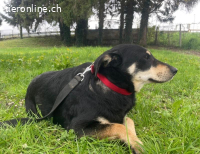 Dinko ein sanfter trauriger Engel