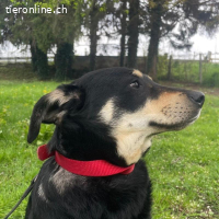 Dinko ein sanfter trauriger Engel