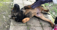 DINO - Dein neuer bester Freund wartet auf dich!