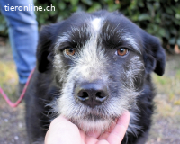 Dino - ich hab da einen leisen Schatz entdeckt