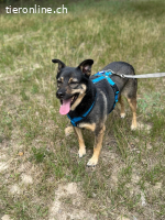 Dino, liebt die Natur