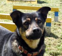 Dino, liebt die Natur