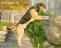Django - ein aktiver Begleiter