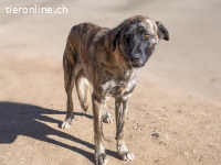 Dolly-5, stattliche und liebevolle Hündin