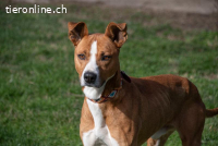 Dolo ,ein sportlich, braun-weisser Prachtjunge