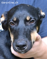 Domitia - neugierige Junghündin mit sanftem Wesen