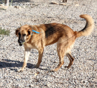 Dora - Die ruhige und freundliche Seniorin, ca. 60cm, 20.5kg