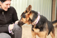 Dorel-2 , wunderschöner Schäfermix