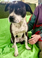 Dotty....verschmuste Hündin sucht ihre Menschen