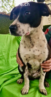 Dotty....verschmuste Hündin sucht ihre Menschen