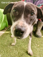 Dotty....verschmuste Hündin sucht ihre Menschen