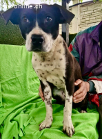 Dotty....verschmuste Hündin sucht ihre Menschen