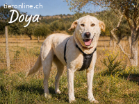 Doya, ein grosser Schatz
