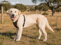 Doya, ein grosser Schatz