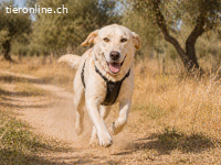 Doya, ein grosser Schatz