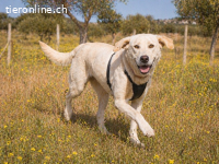 Doya, ein grosser Schatz
