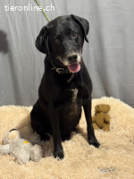 Dragan, bezauberndr Senior Dog